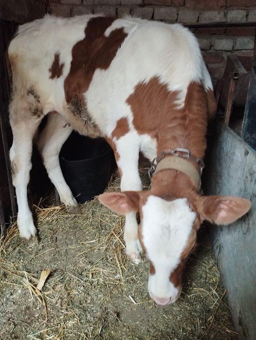 Продам теличку 3.5 місяців.