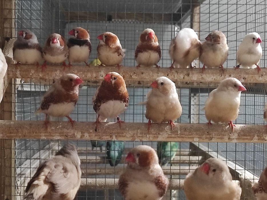 Zeberki w różnych kolorach