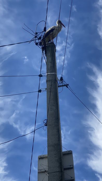 Хатинка + Струмок, с. Красне Перше, м. Обухів 3км, м. Київ 35км.