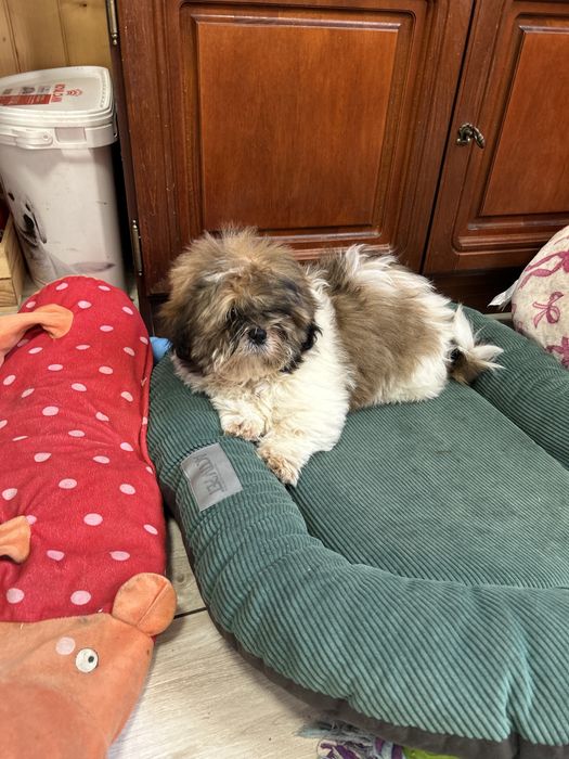 Chłopiec Shih Tzu z rodowodem szczeniak
