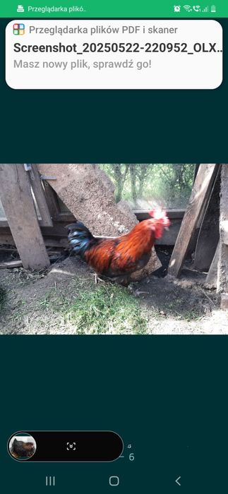 Jaja lęgowe Marans 10 szt