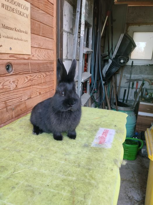 Wiedeński czarny samce samicę