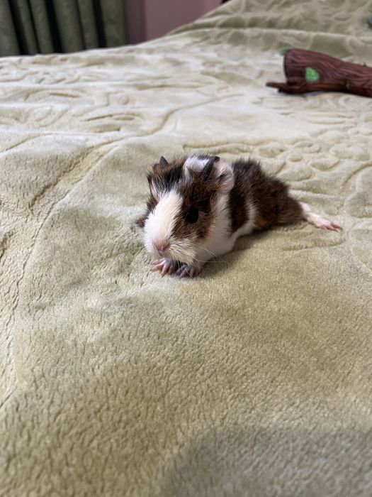 Морські свинки (гризуни)