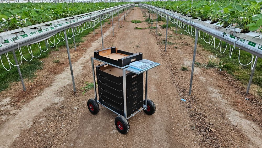 Wózek transportowy OCYNK tunel wózeczki do zbioru truskawki malin owoc