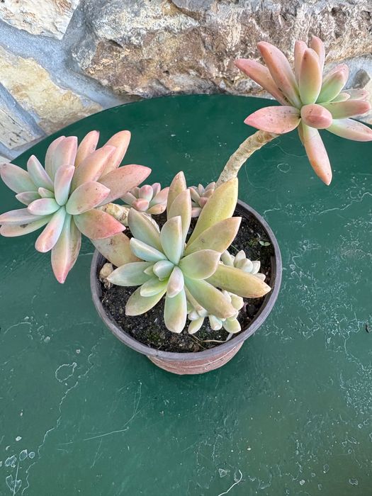 Suculentas Graptosedums  1€