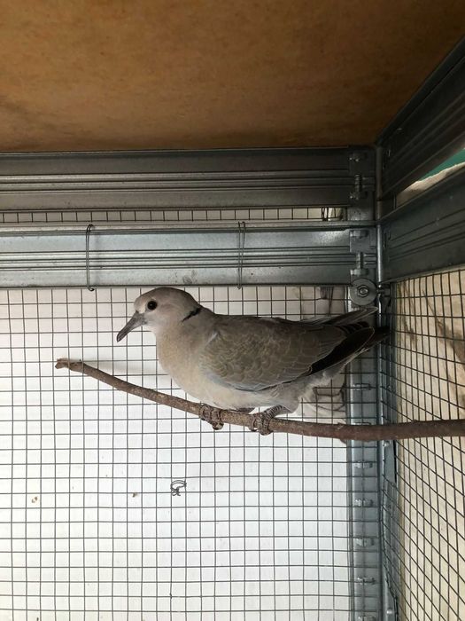 2 casais de Rolas + 2 Rolas deste ano