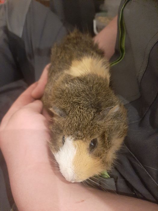 Sprzedam świnki morskie