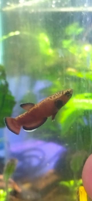 Chanoides Betta Albimarginata - Malinau