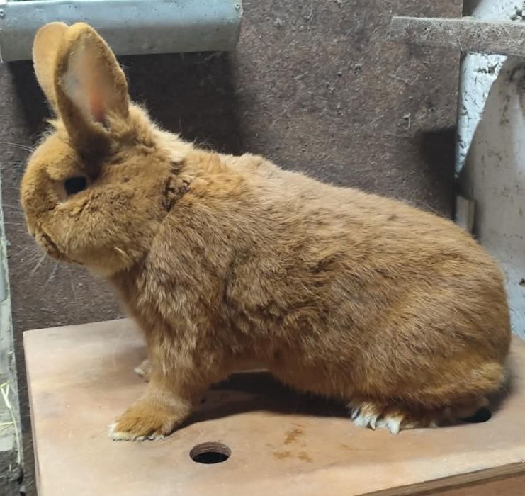 Nowozelandzki czerwony