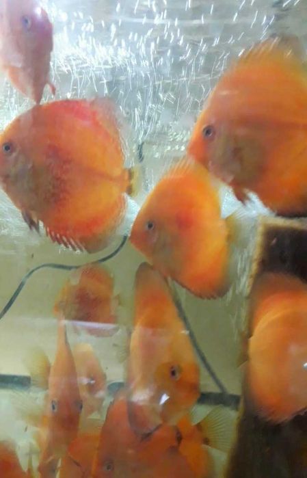 Дискусы разные породы и размеры, экзоты, боции и много разных рыбок