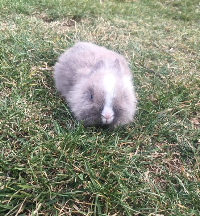 Декоративні кролики