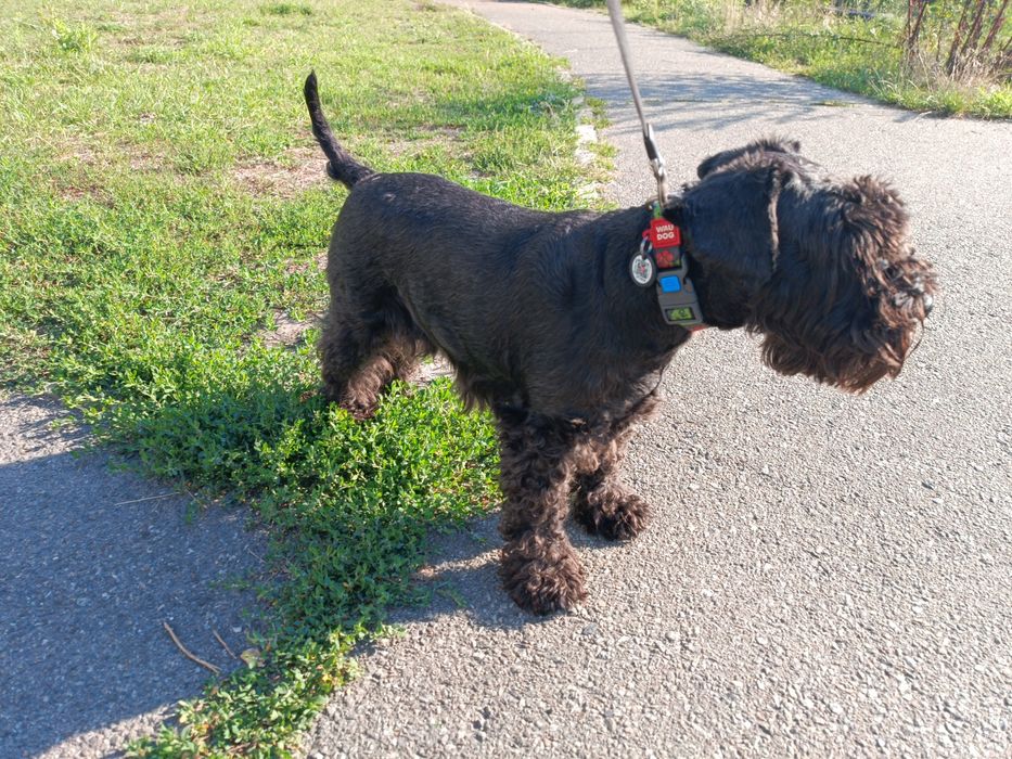 Шукаємо Цвєргіка для в'язки .Київ.Бажано лівий берег .