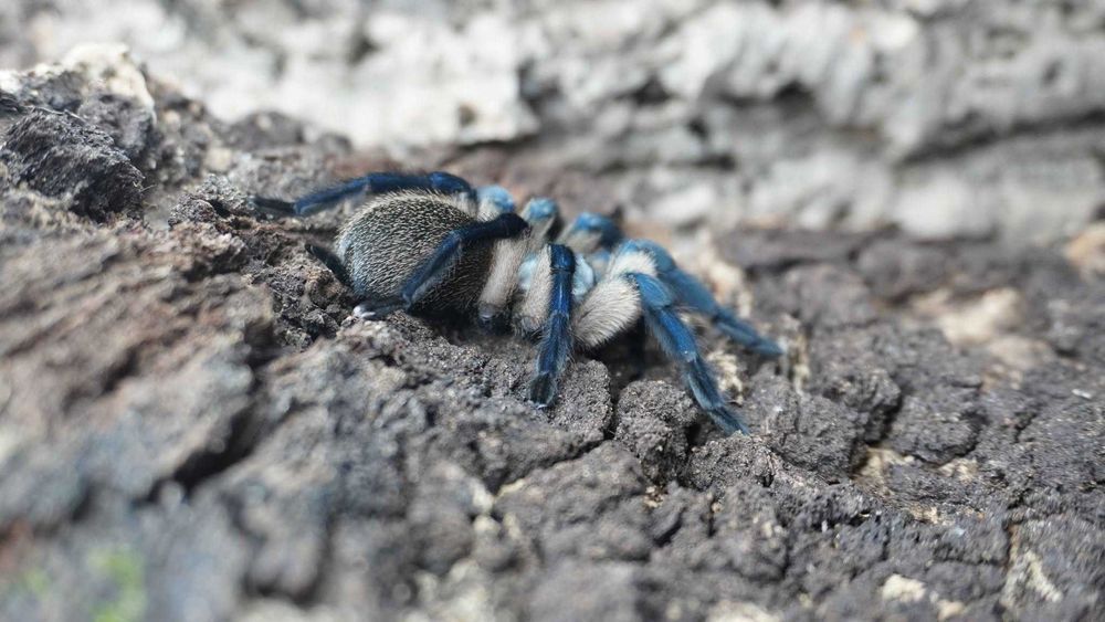 ZESTAW: Monocentropus balfouri + Moczbox + Pojemnik 12x12x11 | Zestaw "Balfa Solo" | PTASZNIK