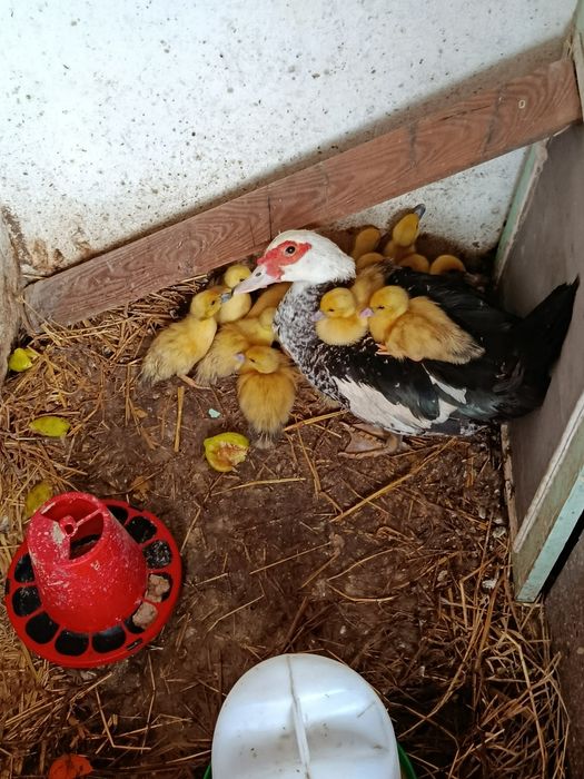 Patos pequenos  e pata mãe para venda