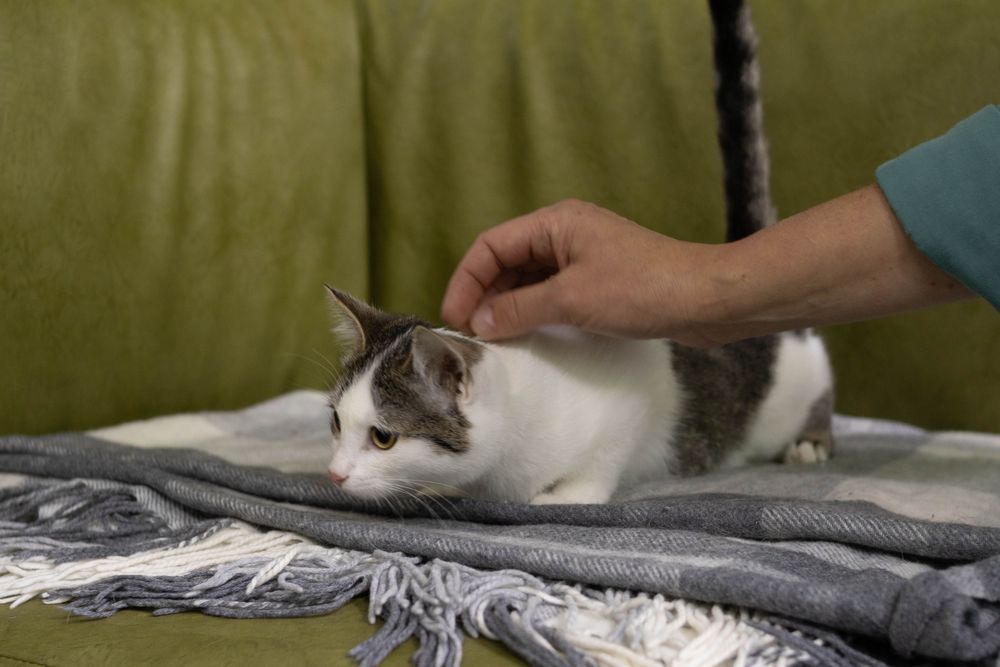 Кішечка, кошенятко маленьке