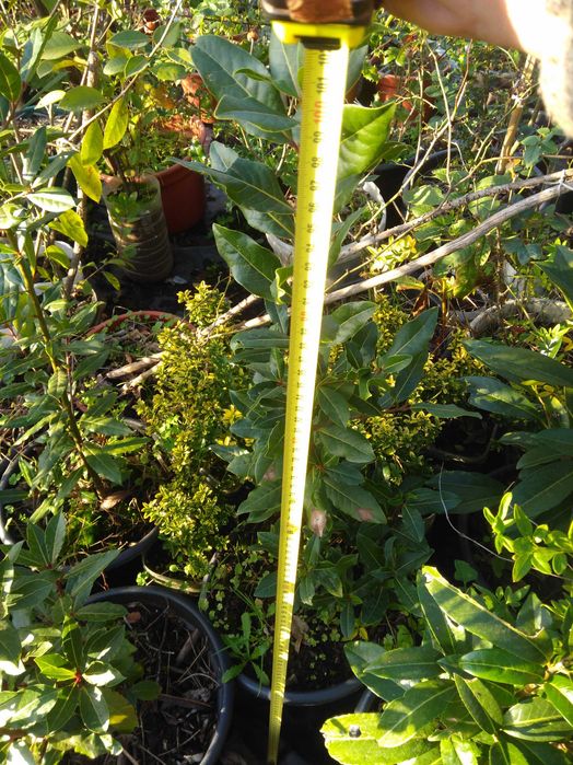 Plantas araçá amarelo, maracujá roxo, buxos e loureiro