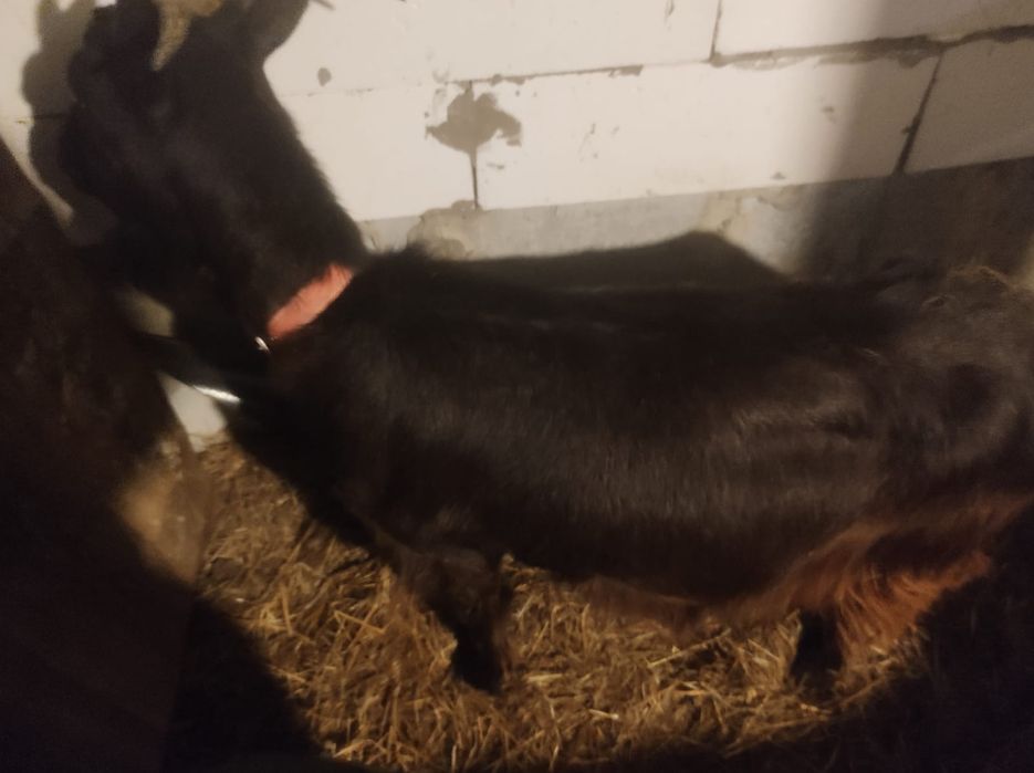 Продам кози 2 шт