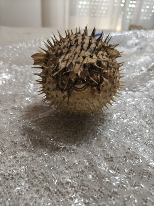 Peixe balão seco.