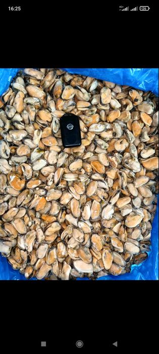 М'ясо мідії Чилі 100/200 . Туба кальмара очищена