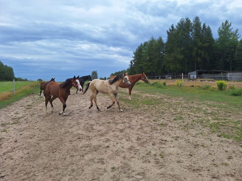 Piękny niczym Mustang! Bułany ogierek Quarab arab, qh