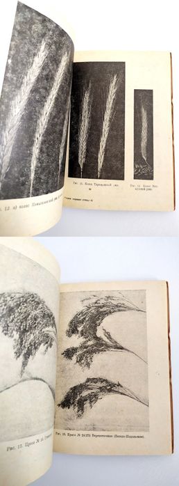 1930 г. ПШЕНИЦА Рожь Кукуруза Полевой определитель сортов аграрных