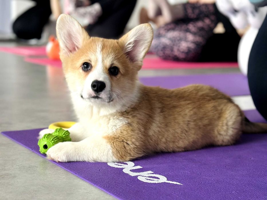 szczeniaki Welsh Corgi Pembroke ZKWP/FCI krótkie i długie ogonki