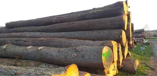 Дуб кругляк,  1 -3 сорт