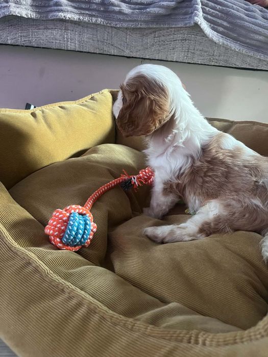 Śliczny piesek Cavalier Spaniel