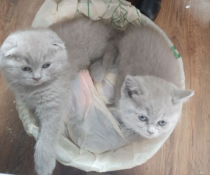 Весна! Подаруйте пухнастих лілових  віслоушок, вашим коханим рідним!