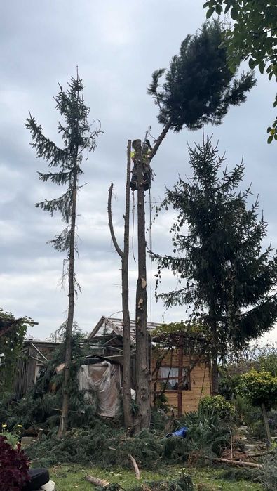Wycinanie przycinanie pielęgnacja drzew i krzewów ARBORYSTA