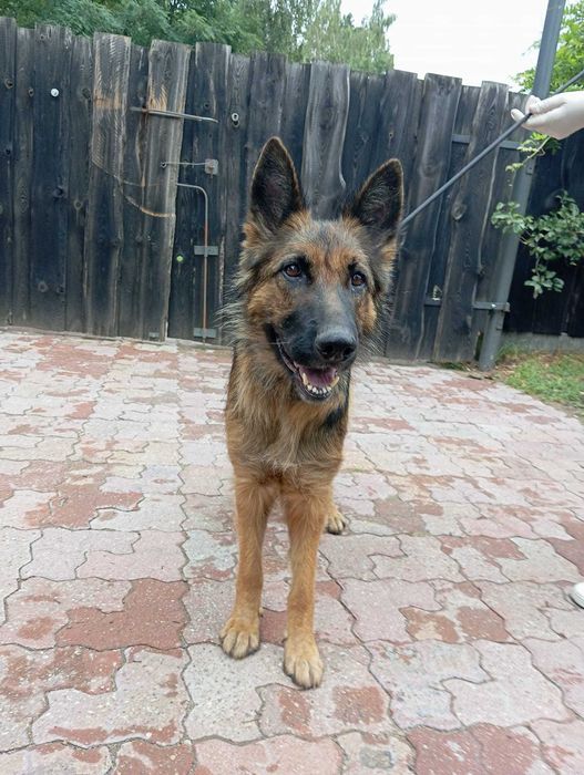 Pola - śliczna sunia w typie owczarek niemiecki