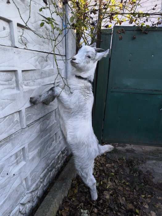 Продам молодую козу
