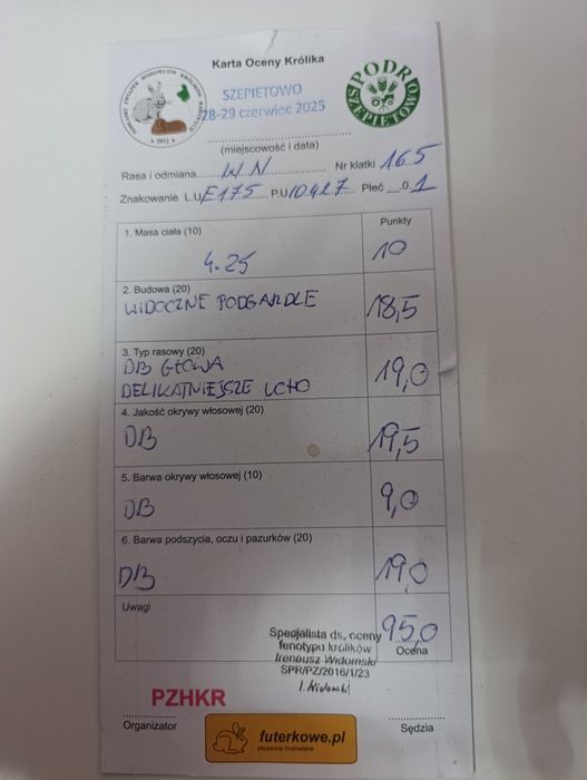 Wiedeński Niebieski WN Samica