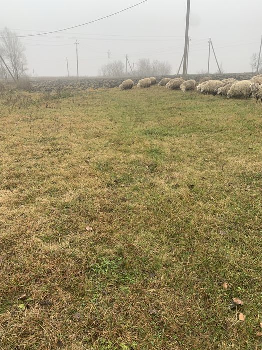 Продам вівці миронос