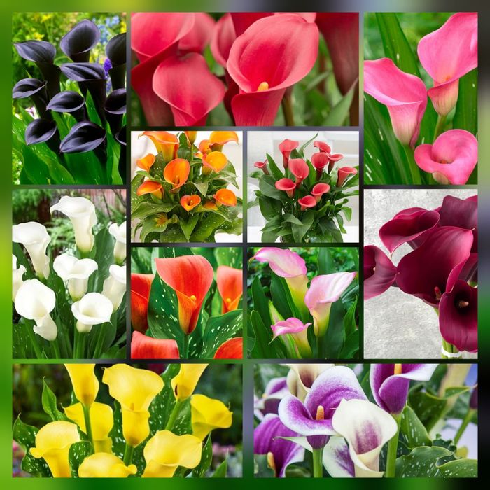 Кали, кала, бульби, цибулини