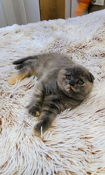 Кошеня шотладське