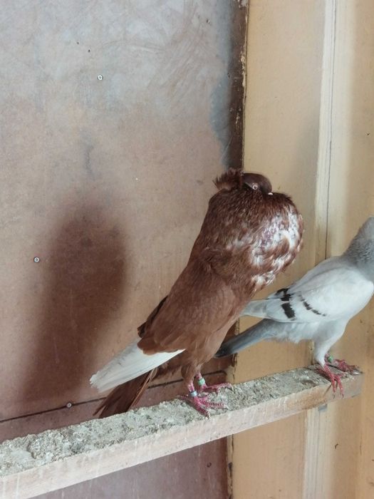 garlacze gornoslaskie koroniaste