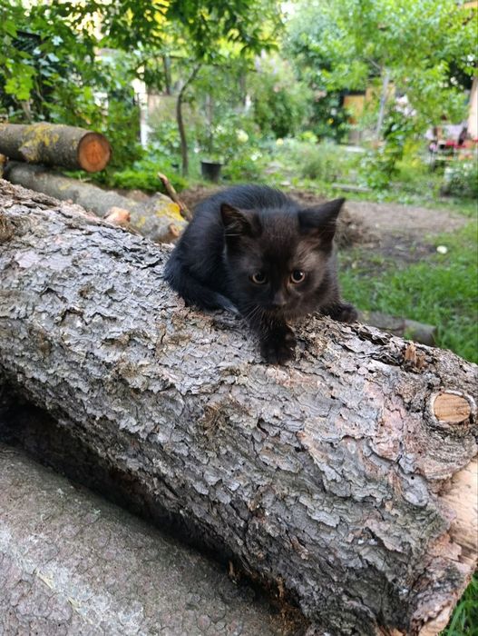 Кошенята в добрі руки