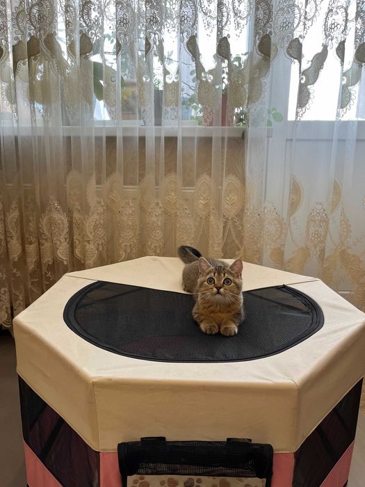 Шотландські кошенята золота шиншила чистокровна дівчинка