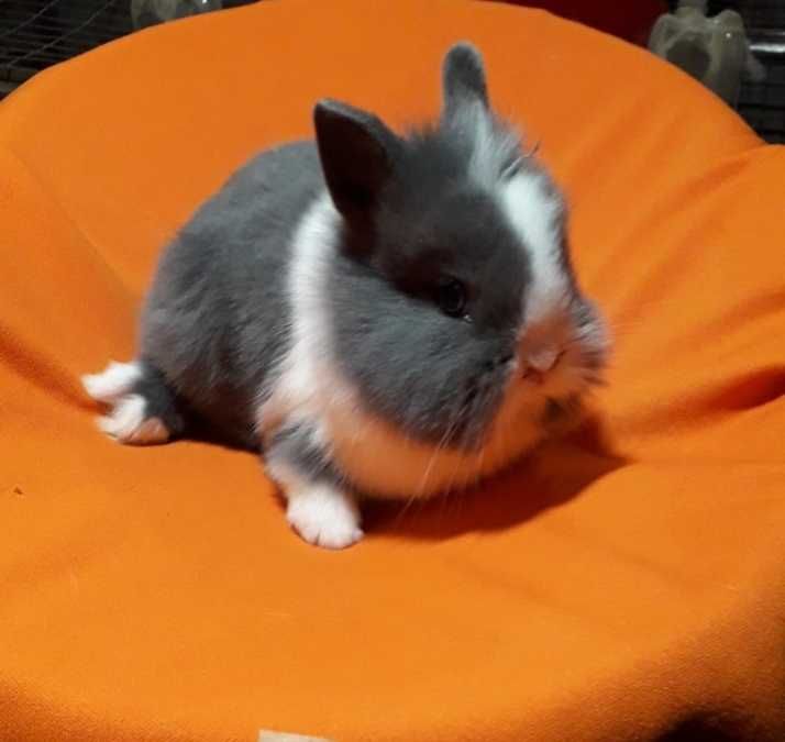 Декоративні кролики,  декоративний кролик.