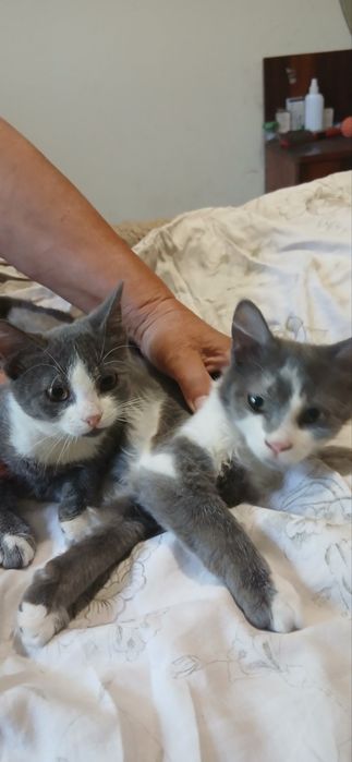 Котик Кай 9 місяців домашній