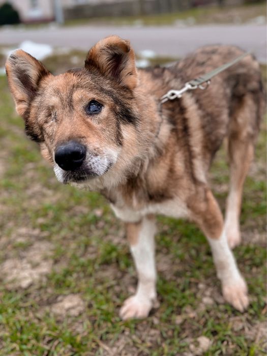 Rambuś do adopcji szuka domu