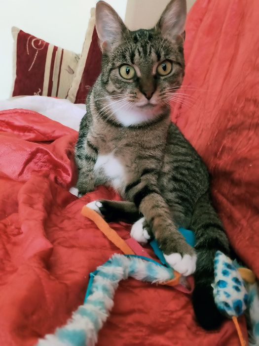 Psotka z Fundacji MIASTO KOTÓW