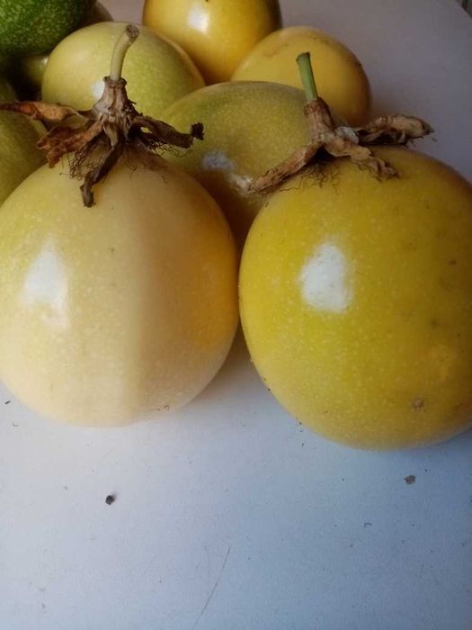 Maracujá gigante  amarelo