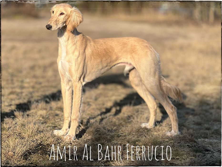 Chary perski saluki  ZkwP ,FCI