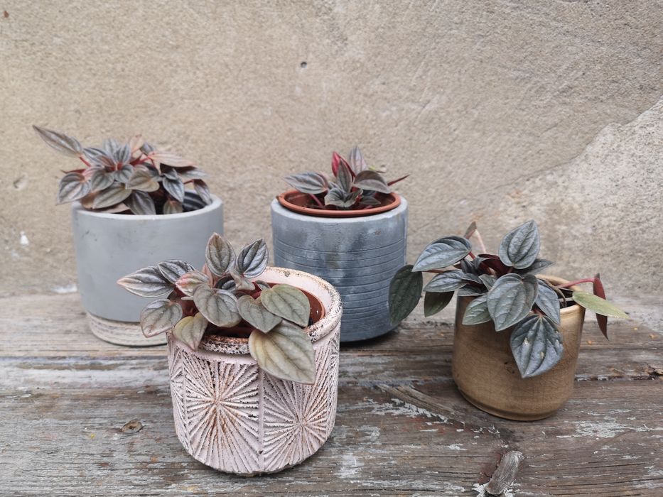Peperomia w osłonkach