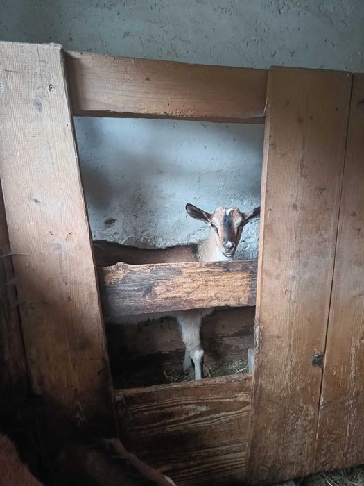 Sprzedam młodego capka