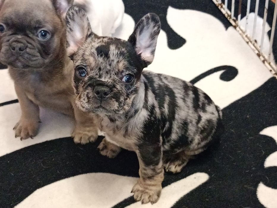 Мальчики французского бульдога разных окрасов