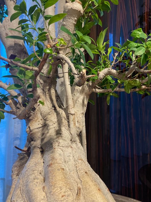 Bonsai Ficus Retusa Gigante +50anos