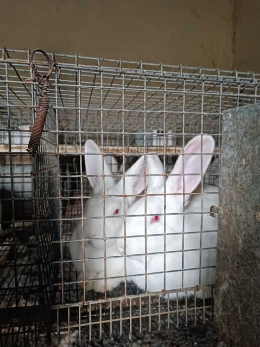 Кролі  Панон білий